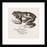 Common Toad by Anonymous