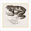 Common Toad by Anonymous