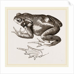 Common Toad by Anonymous