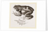 Common Toad by Anonymous