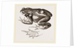 Common Toad by Anonymous