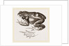 Common Toad by Anonymous