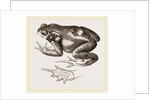 Common Toad by Anonymous