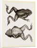 Mitred Toad by Anonymous