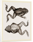 Mitred Toad by Anonymous