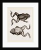 Mitred Toad by Anonymous