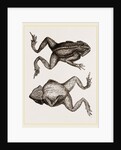 Mitred Toad by Anonymous