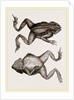 Mitred Toad by Anonymous