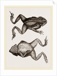 Mitred Toad by Anonymous
