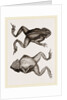 Mitred Toad by Anonymous
