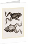 Mitred Toad by Anonymous