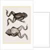 Mitred Toad by Anonymous