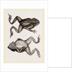 Mitred Toad by Anonymous