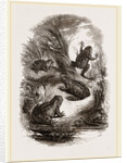 Water-Frogs by Anonymous