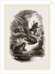 Water-Frogs by Anonymous