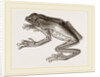 Bicoloured Tree-Frog by Anonymous