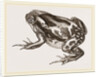 Marbled Toad by Anonymous