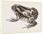 Marbled Toad by Anonymous