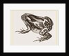 Marbled Toad by Anonymous