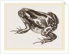 Marbled Toad by Anonymous