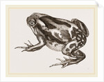Marbled Toad by Anonymous