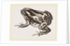 Marbled Toad by Anonymous