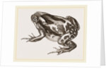Marbled Toad by Anonymous