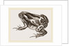 Marbled Toad by Anonymous