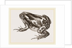 Marbled Toad by Anonymous