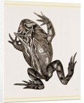 Boie's Ceratophris by Anonymous