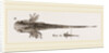 Tadpole at twelve days old by Anonymous