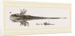 Tadpole at twelve days old by Anonymous