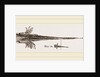 Tadpole at twelve days old by Anonymous
