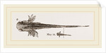 Tadpole at twelve days old by Anonymous