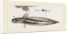 Tadpole at twelve days old by Anonymous