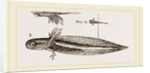 Tadpole at twelve days old by Anonymous