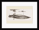 Tadpole at twelve days old by Anonymous