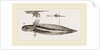 Tadpole at twelve days old by Anonymous