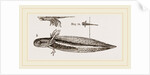 Tadpole at twelve days old by Anonymous