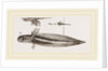 Tadpole at twelve days old by Anonymous