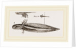 Tadpole at twelve days old by Anonymous