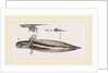 Tadpole at twelve days old by Anonymous
