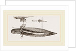 Tadpole at twelve days old by Anonymous