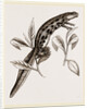 Common Water-Newt Female by Anonymous