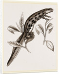 Common Water-Newt Female by Anonymous