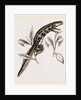 Common Water-Newt Female by Anonymous