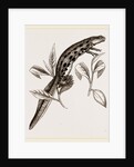 Common Water-Newt Female by Anonymous
