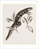 Common Water-Newt Female by Anonymous