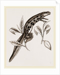 Common Water-Newt Female by Anonymous