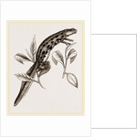 Common Water-Newt Female by Anonymous